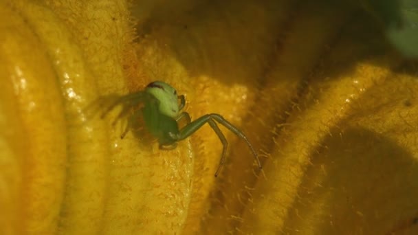 黄色のカボチャの花に小さなクモが座っています 昆虫マクロ 極端なクローズ アップ — ストック動画