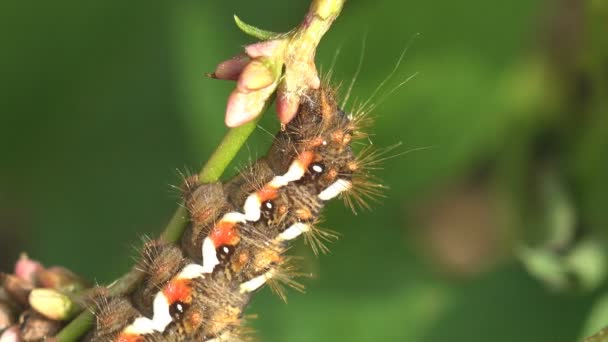 Czarne Owłosione Caterpillar Czerwone Plamy Zielonej Trawie Łące Owady Makro — Wideo stockowe