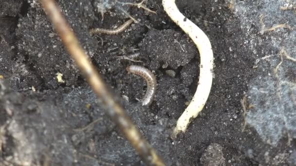 Insecto Linotaeniidae Strigamia Bibens Ciempiés Del Suelo Que Arrastra Suelo — Vídeo de stock