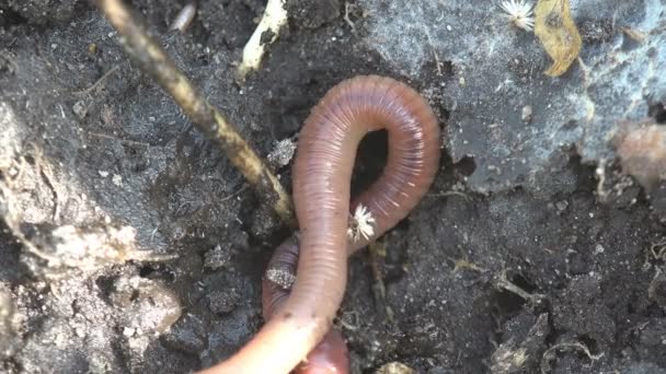 Regenwurm Auf Felsen Kriechend Makro Nahaufnahme Insekt Wald Wiese Garten — Stockvideo