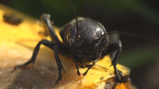 Feldgrillen Sind Orthoptera Insekten Der Ordnung Diese Grillen Gehören Zur — Stockvideo