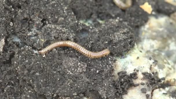 Insect Linotaeniidae Strigamia Bibens Soil Centipede Crawling Black Ground Agricultural — Stock Video