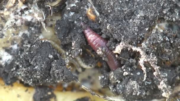 Aardworm Aarde Worm Kruipen Rotsen Macro Close Insect Bos Weide — Stockvideo