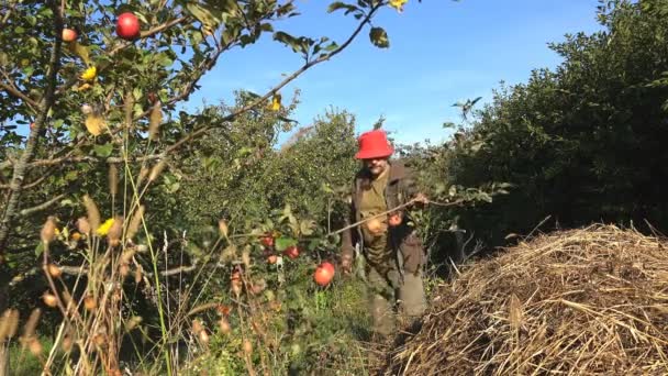 Ώριμο Αρσενικό Αγρότης Μιλά Για Μήλα Στον Κήπο Του Γεωργικού — Αρχείο Βίντεο