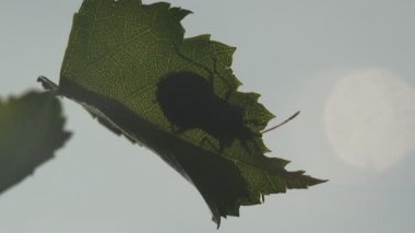 Böcek makro 4k. Hemiptera doğru hata yaprak yeşil böcek gölge cinsidir. Yakın çekim