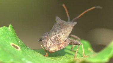 Böcek makro 4k. Hemiptera doğru yeşil yaprağı suyu emme hata cinsidir. Kalkan hata kapatmak