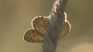 Kelebek küçük bakır Amphiesmenoptera Panorpida kuru ot, sap üzerinde oturur. Böcek bir makro ve aşırı kapat