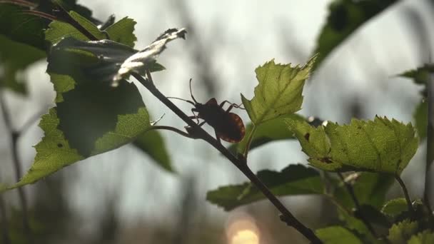 Insecte Macro Hemiptera Est Genre Insectes Suceurs Jus Sur Les — Video