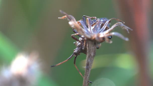 Coreidae Leptolossus Ocidentalis 西洋針葉樹の種子のバグ 彼らはヘミプテラ 真の虫 カブトムシではない 野生動物のマクロ昆虫を見る — ストック動画