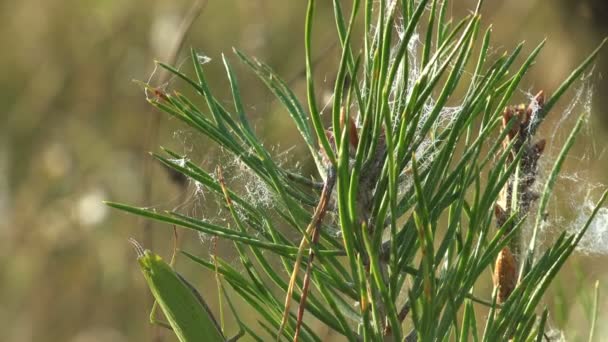 Europäische Gottesanbeterin Manodea Mantidae Getarnt Als Nadelbaum Netz Und Morgentau — Stockvideo