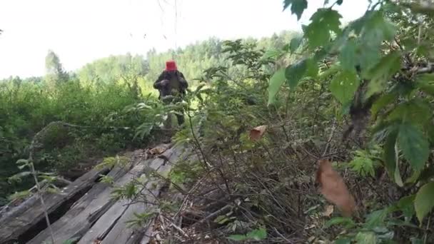 バックパックで中高年の男性旅行者は優しく野生の森林でストリームを破壊された古い木橋に沿って歩く 夏の日の余暇活動 — ストック動画