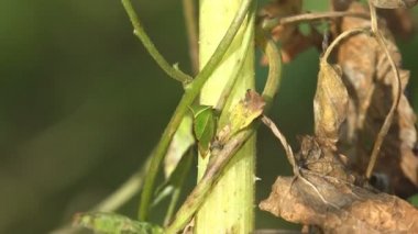 Treehoppers (Aetalionidae bunları ayırmak için daha doğrusu tipik treehoppers) ve diken böcek aile Membracidae, ağustosböcekleri ve leafhoppers grup böceklerin ilgili üyesidir