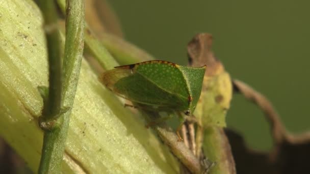 Treehoppers Meer Precies Typische Treehoppers Onderscheiden Van Aetalionidae Thorn Bugs — Stockvideo