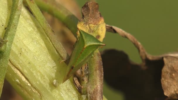 ツノゼミ類 より正確に典型的な進化 ツノゼミ類 Aetalionidae と区別するため とげ虫ツノゼミ科の家族のメンバーである昆虫のグループ アメンボに関連 — ストック動画