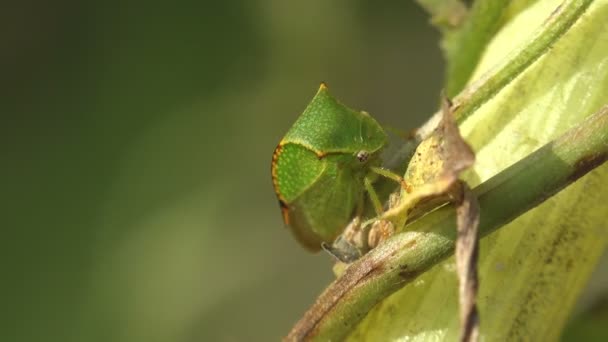 Treehoppers Meer Precies Typische Treehoppers Onderscheiden Van Aetalionidae Thorn Bugs — Stockvideo