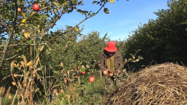 Ώριμο Αρσενικό Αγρότης Μιλά Για Μήλα Στον Κήπο Του Γεωργικού — Αρχείο Βίντεο