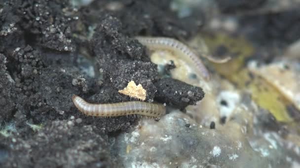 Insect Linotaeniidae Strigamia Bibens Soil Centipede Crawling Black Ground Agricultural — Stock Video