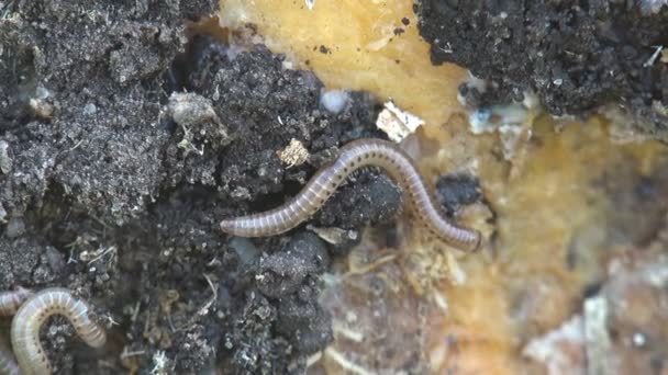Linotaeniidae Strigamia Bibens 농부의 정원에서 바닥에 — 비디오