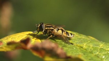Yeşil yaprak üzerinde oturan Diptera Syrphid sinek. Böcek bir makro ve aşırı kapat