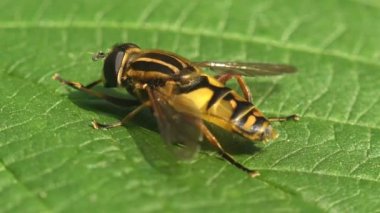Yeşil yaprak üzerinde oturan Diptera Syrphid sinek. Böcek bir makro ve aşırı kapat