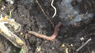 Toprak solucanı toprak solucan sürünerek kayalar, makro, yakın çekim böcek, orman, çayır, Bahçe, Lumbricus terrestris, ortak earhworm, Oligochaeta veya Zooloji, Megadrilacea, Lumbricina Moniligastrida üzerinde