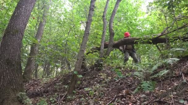 バックパックと熟年男性旅行野生林の倒木の下を通過します 夏の朝にアクティブな休日散歩 — ストック動画