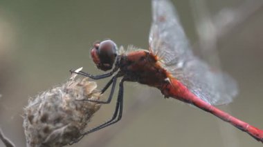 Kırmızı damarlı Pasifik'ten oğlan veya göçebe (Sympetrum fonscolombii) bir yusufçuk cins Sympetrum var. Adderis diğer Sympetrum türler için benzer uçan ama. Erkekler çok daha daha kırmızı kırmızı bir karın var