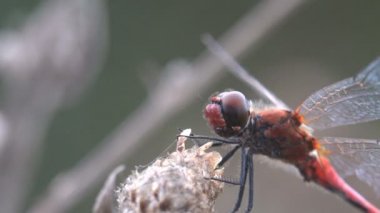 Kırmızı damarlı Pasifik'ten oğlan veya göçebe (Sympetrum fonscolombii) bir yusufçuk cins Sympetrum var. Adderis diğer Sympetrum türler için benzer uçan ama. Erkekler çok daha daha kırmızı kırmızı bir karın var