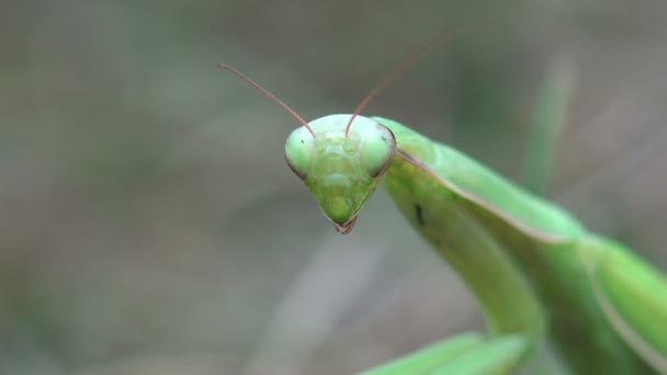 Europejski Mantis Religiosa Manodea Modliszkowate Przebrany Ukrytego Wśród Zieleni Trawy — Wideo stockowe