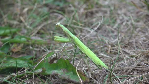 Europäische Gottesanbeterin Manodea Mantidae Getarnt Unter Grünem Gras Sommerwald Auf — Stockvideo