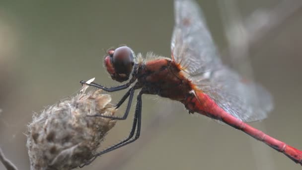 赤い縞模様のあるダーツを投げる人または遊牧民 アカネ トンボ科アカネ属のトンボです Adderis 水田の他の種と同様に飛行が 男性がある多くのよりも赤く 腹部の赤い — ストック動画