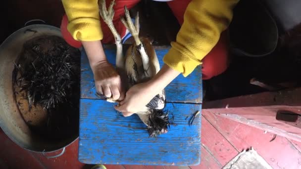 Frauenhände Zupfen Federn Von Hühnern Bauernhöfen Alte Manuelle Art Der — Stockvideo