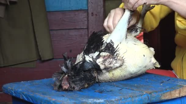 女性の手は 農場の鶏の羽をむしり取る 農村部の伝統的な生産を行うための古いマニュアルの方法 — ストック動画