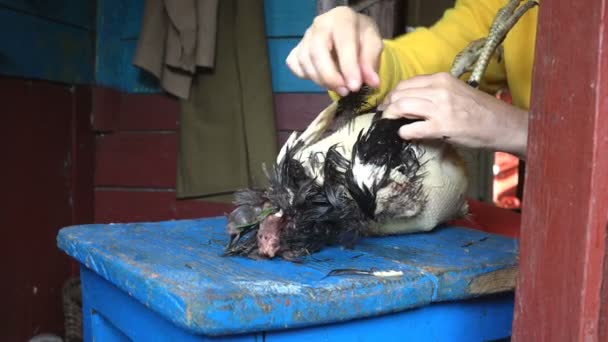 Vrouwelijke Handen Plukken Veren Uit Kip Boerderij Oude Handmatige Manier — Stockvideo