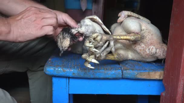 Male Hands Pluck Feathers Hen Farm Old Manual Way Doing — Stock Video