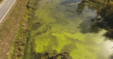 Bir orman göl ile pürüzsüz bir yüzey ve otoyolu yakınında, duckweed ve yosun hava görünümünde fantastik