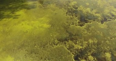 Bir orman göl ile pürüzsüz bir yüzey ve otoyolu yakınında, duckweed ve yosun hava görünümünde fantastik