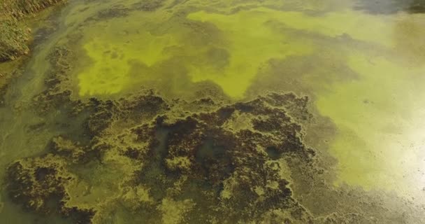 在水面光滑的森林湖上 在公路附近欣赏浮萍和藻类的美妙空中景色 — 图库视频影像