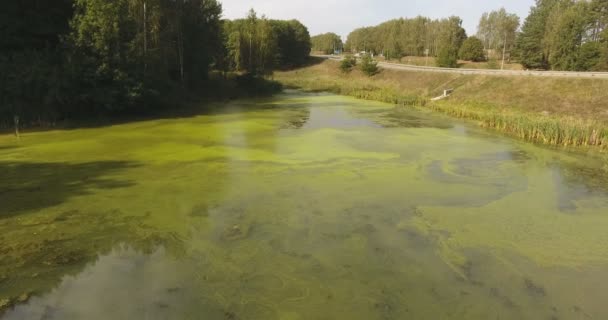 Fantástica Vista Aérea Maleza Pato Algas Lago Forestal Con Superficie — Vídeo de stock