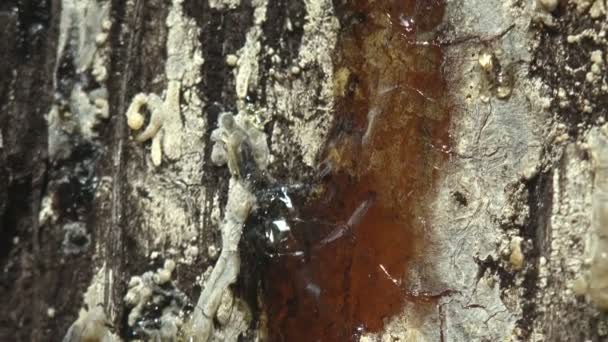 Çam Ağacı Formları Amber Tuzak Küçük Böcekler Için Suyu Reçine — Stok video