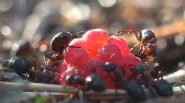 Taze orman ahududu meyveleri karınca suyu bunu dışarı ve çilek hareket karıncalar sıkmak yalan. Böcek kadar kapatın