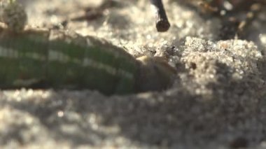Kalın yeşil tırtıl kum ile kaynıyor. Bir yuva için üreme larva böcek larvaları kelebek yakın kazma