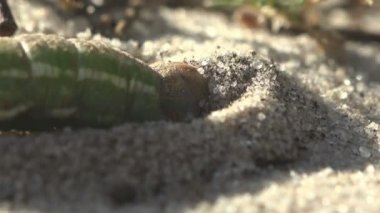Kalın yeşil tırtıl kum ile kaynıyor. Bir yuva için üreme larva böcek larvaları kelebek yakın kazma