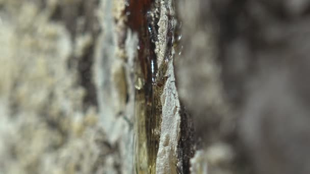 パイン ツリー フォーム琥珀 小さな昆虫トラップのジュース樹脂 — ストック動画