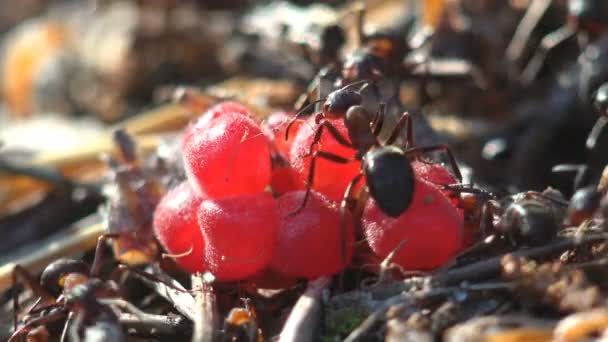 Bacche Lampone Foresta Fresche Trovano Formicaio Formiche Spremono Succo Muovono — Video Stock