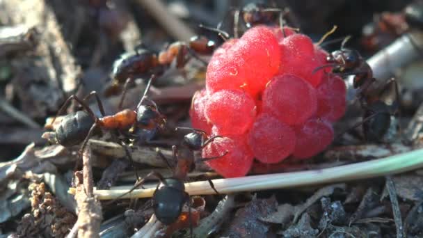 新鮮な森林のラズベリーの果実に寝そべって蟻塚 スクイズ ジュースそれのうち 果実を移動します クローズ アップ虫 — ストック動画
