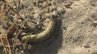 Kalın yeşil tırtıl kum ile kaynıyor. Bir yuva için üreme larva böcek larvaları kelebek yakın kazma