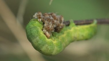 Vahşi bir orman içinde dal boyunca yeşil arka plan üzerinde sürünerek kalın yeşil tırtıl. Böcek makro - kelebek larva