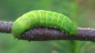 Vahşi bir orman içinde dal boyunca yeşil arka plan üzerinde sürünerek kalın yeşil tırtıl. Böcek makro - kelebek larva