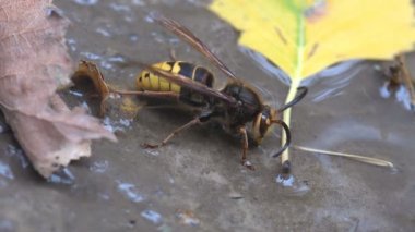 Böcek Hornets cins Vespa parçası olan omnivordur yaban arısı vardır. Closeup wasp içme suyu kıyısında kayalar arasında olduğunu. Sonbahar nehir ya da bir su birikintisi yağmur